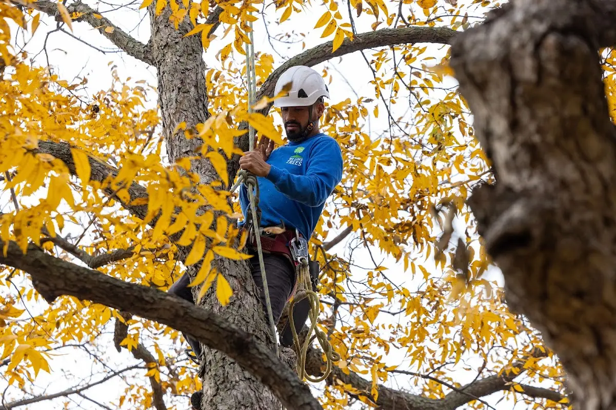 Skilled Tree Transplanting crew working in Kelso