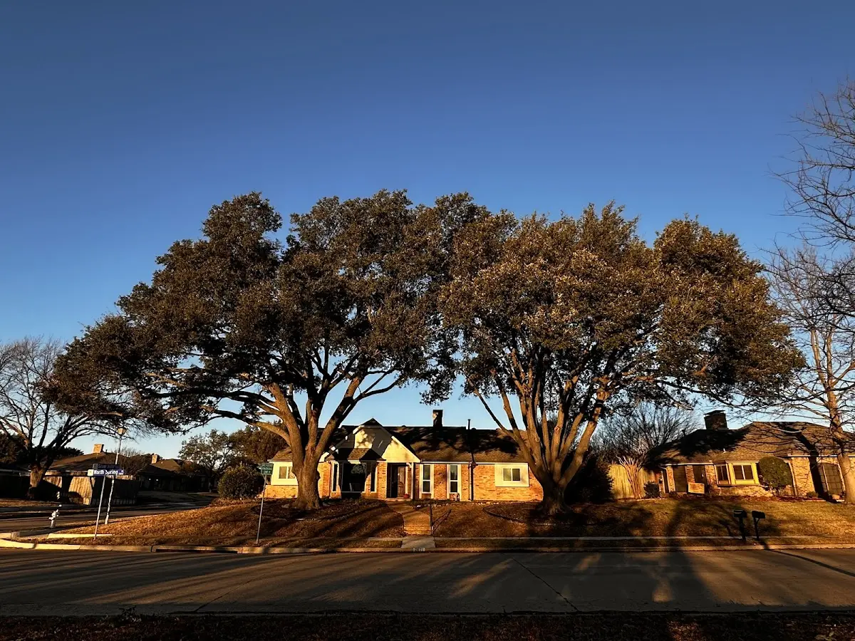 Established residential canopy tree shading a home in Kelso
